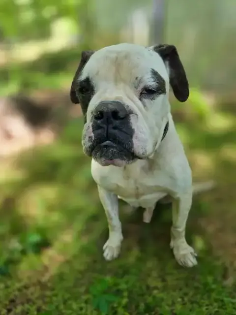 Ryder photo 3