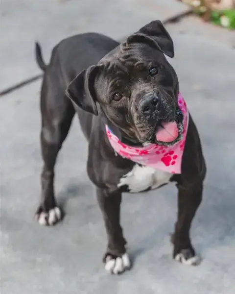Cocoa