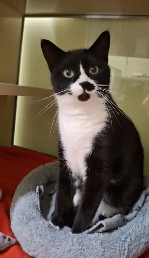 Sylvia At Petsmart Newington photo 4