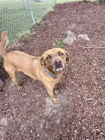 Cooper