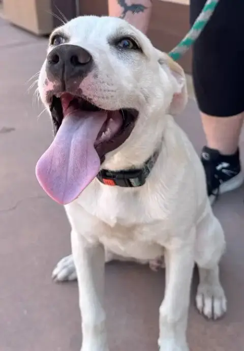 Island-Cp-Foster Or Adopt Me! photo 4