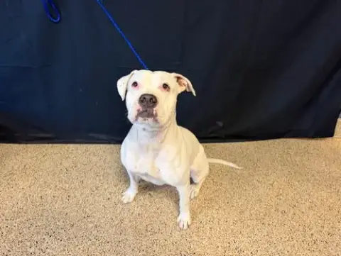 Paloma