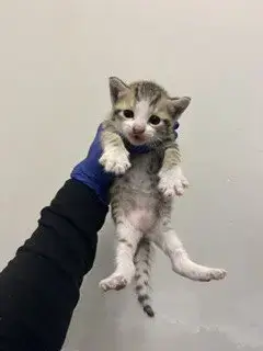 Misu