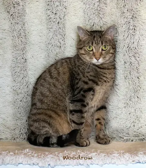 Woodrow