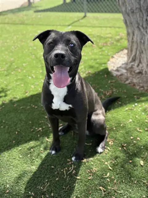 Shyla