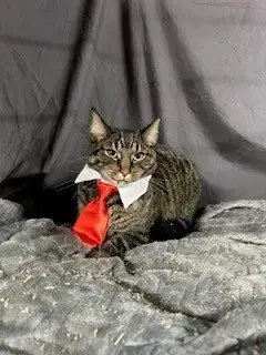 Tabby