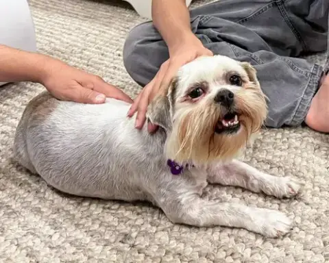 Miss Biscuit photo 2