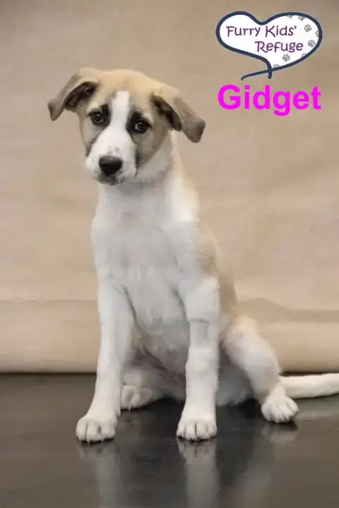 Gidget photo 4