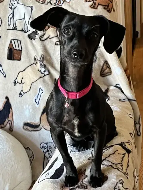 Bella photo 3