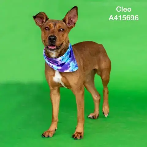 Cleo