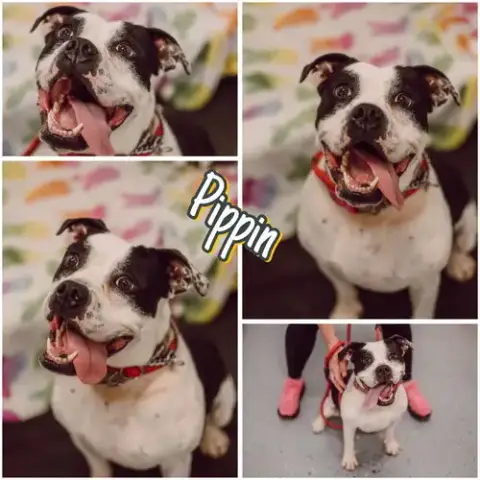 Pippin- Long Term 9*30*25