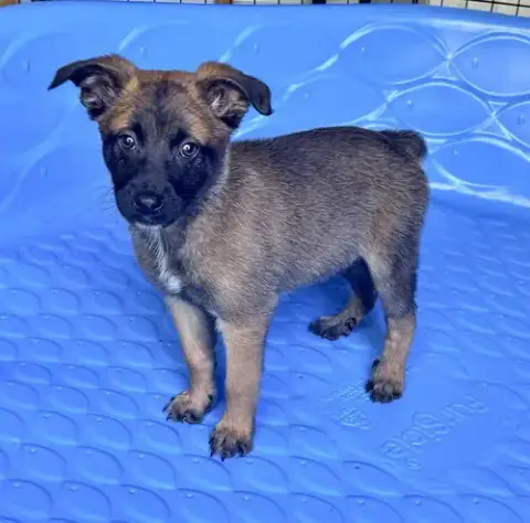 All-Star Soccer Litter