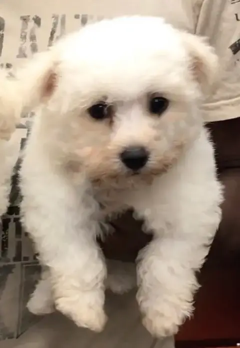 Charles