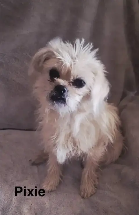 Pixie