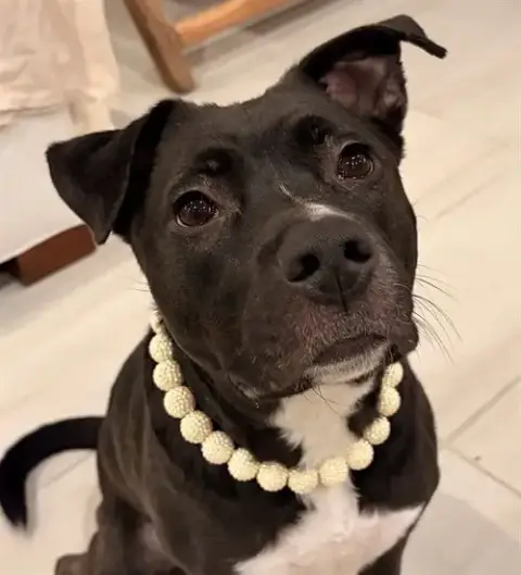 Nova