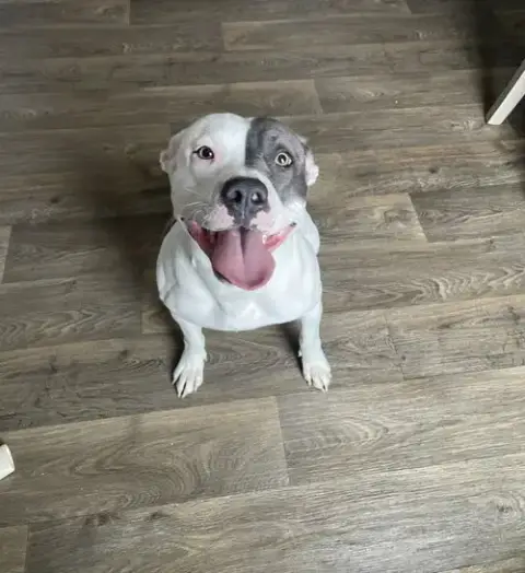 Bella