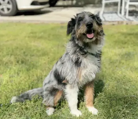 Ollie photo 2