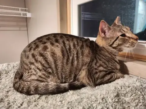 Yardley(Female Tabby) Scrappy(Adopted photo 2
