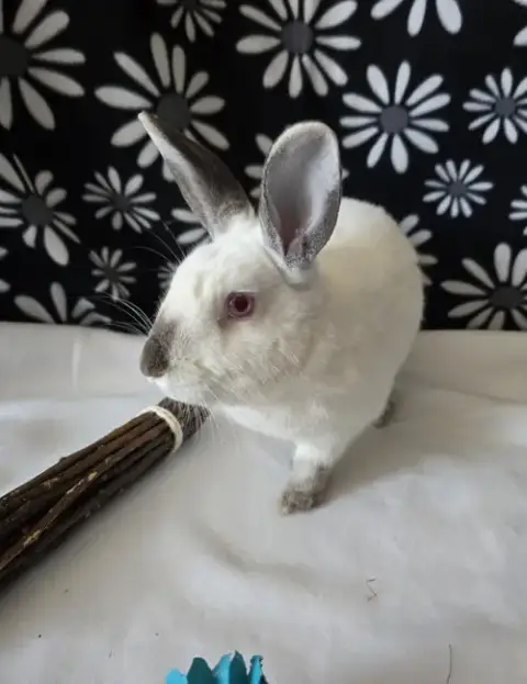 Agatha photo 5
