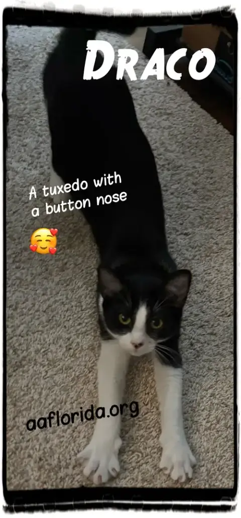 Draco