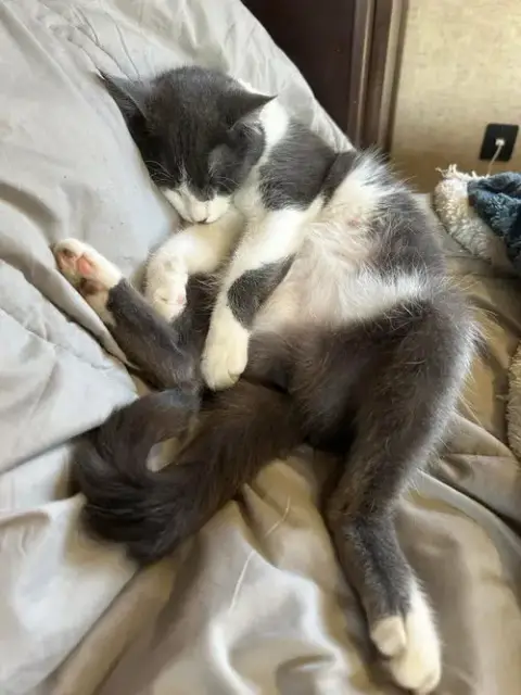 Rosie photo 2
