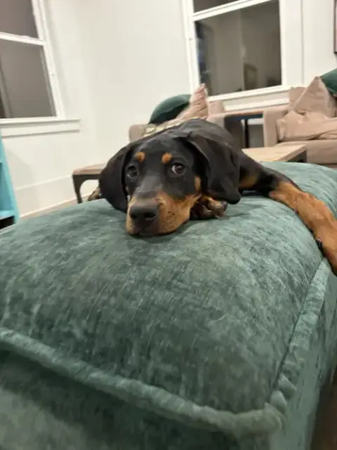 Sleepy photo 2
