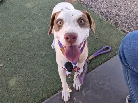 Dixie