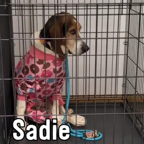 Sadie Scas photo 3