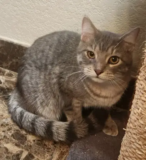 Pip