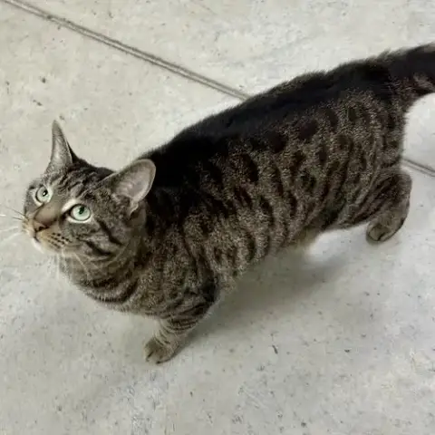 Miss Tedi