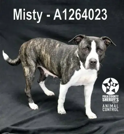 Misty
