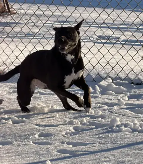 Josie photo 5
