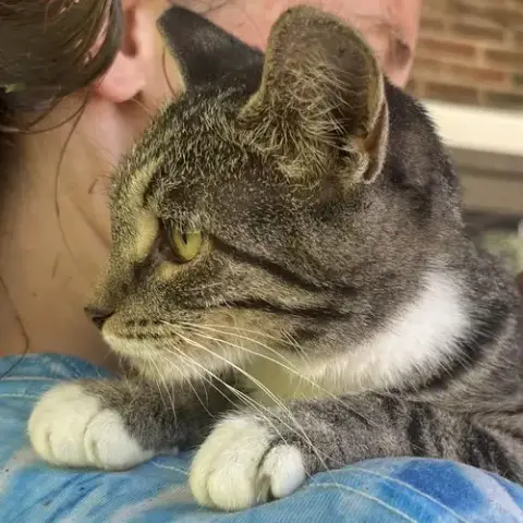 Tabby Abby photo 2