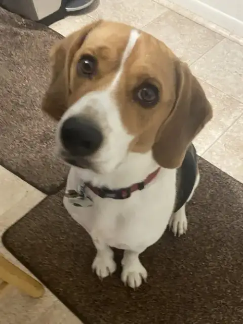Boomer *Currently Unavailable* photo 3