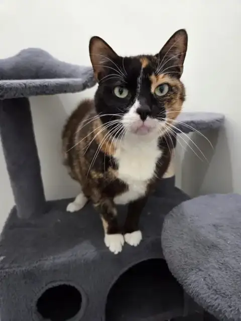 Ari