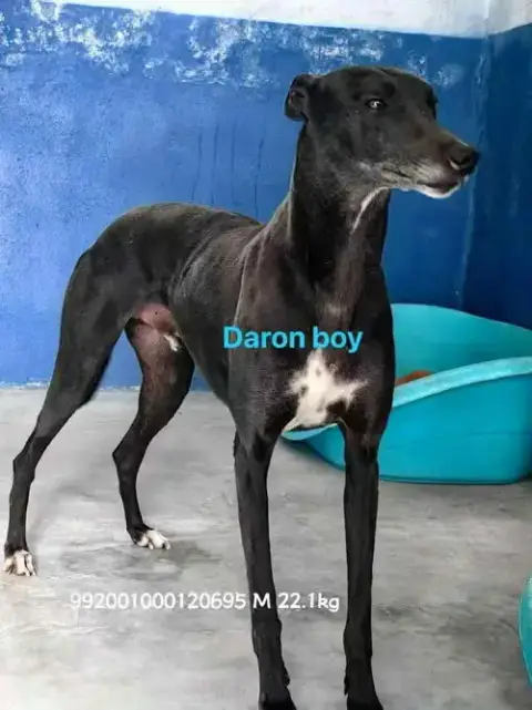 Daron photo 4