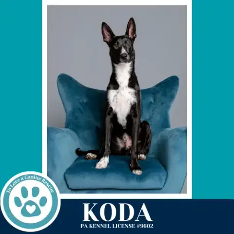 Koda 101125