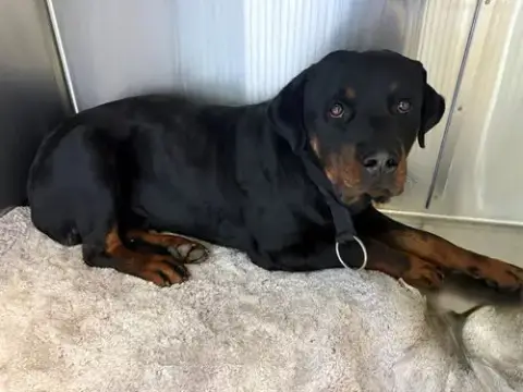 Beast