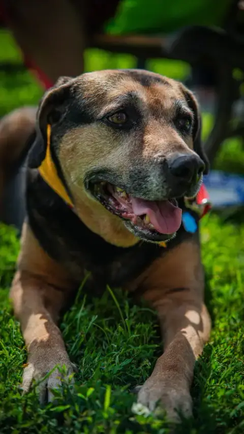 Abby photo 4