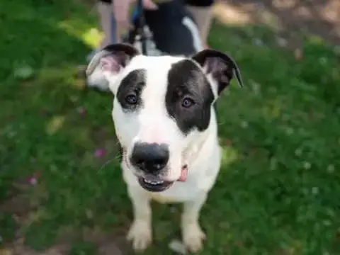 Laslo