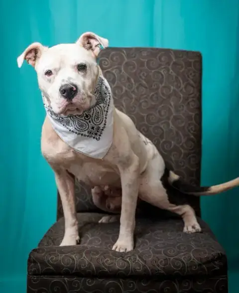 Bo photo 2