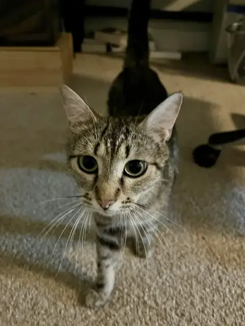 Cinnamon