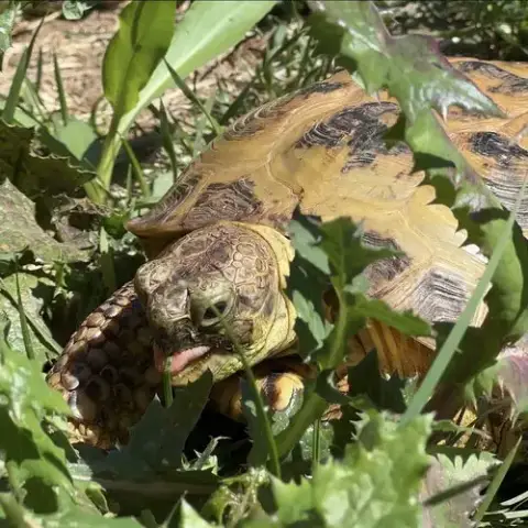 Torty photo 3