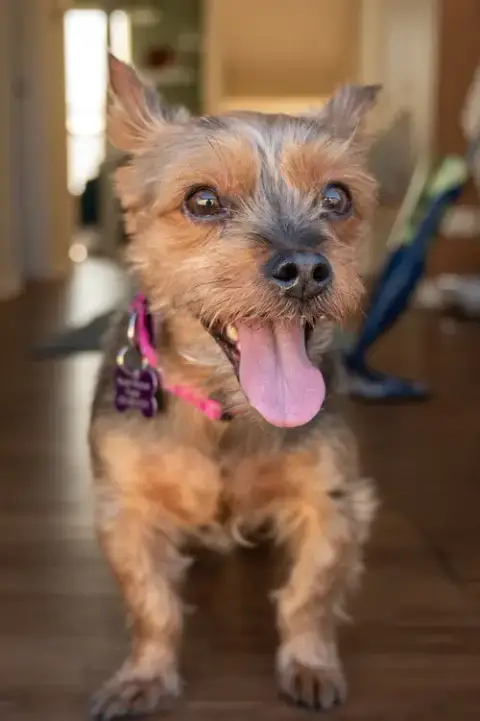 Rosie photo 3