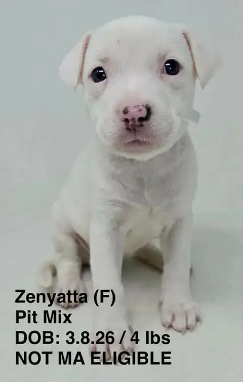 Zenyatta