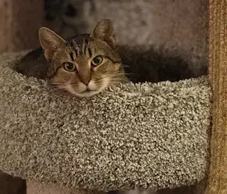 Mae
