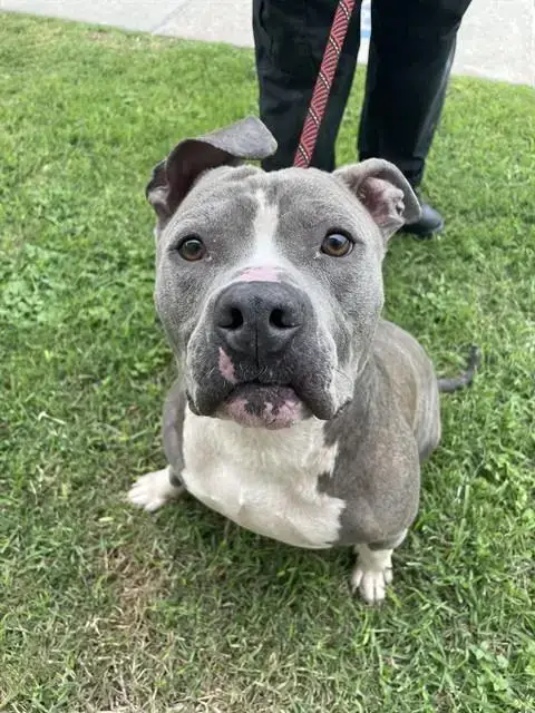 Rhino