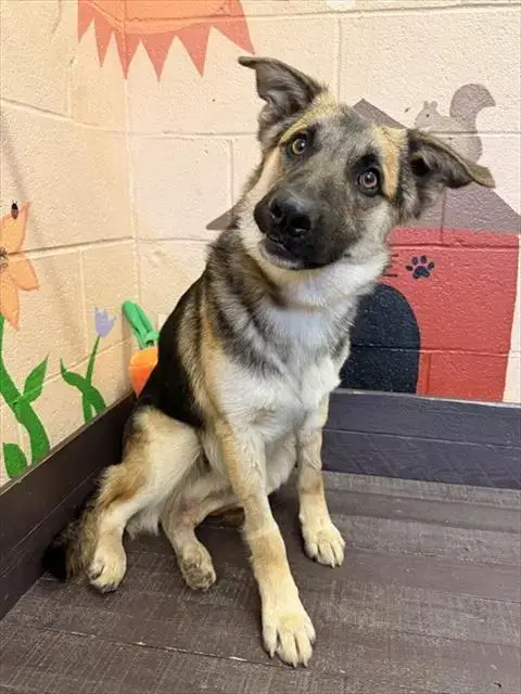 Scout