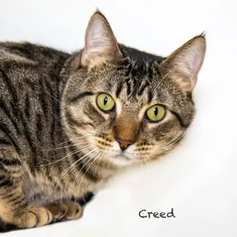 Creed photo 2