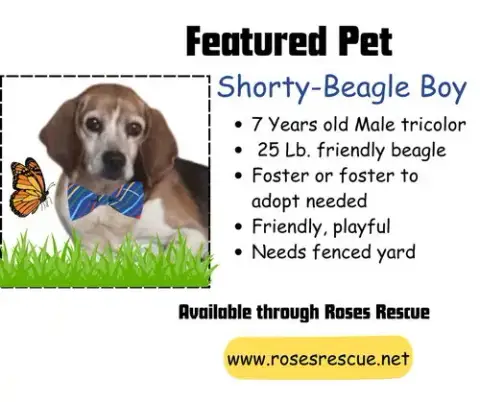 Shorty-Beagle Boy